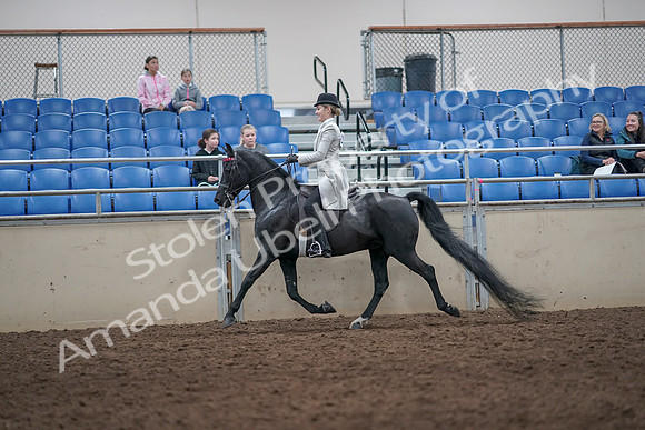 2019 Morgan Horse Show - Aug 31, 2019 - 09241