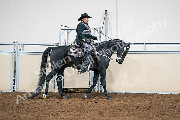 2020 - AB Morgan Horse - Sat, Sept 05 - 08953