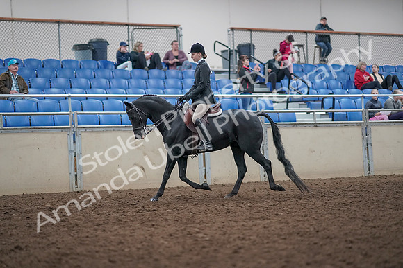 2019 Morgan Horse Show - Aug 31, 2019 - 14668