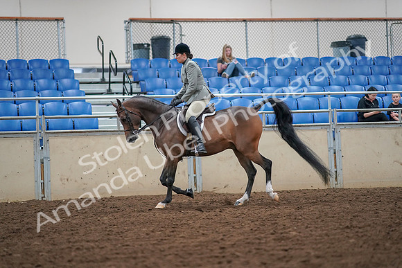 2019 Morgan Horse Show - Aug 30, 2019 - 17282