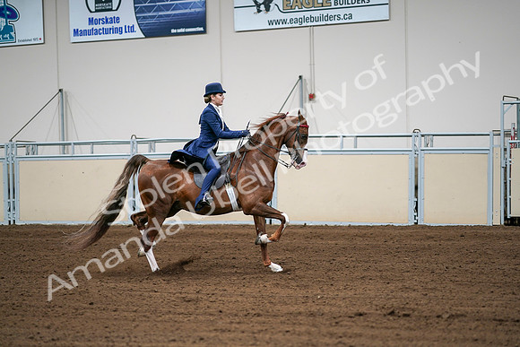 2020 - AB Morgan Horse - Sat, Sept 05 - 06325