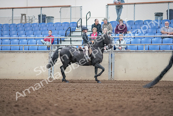 2019 Morgan Horse Show - Aug 31, 2019 - 19631