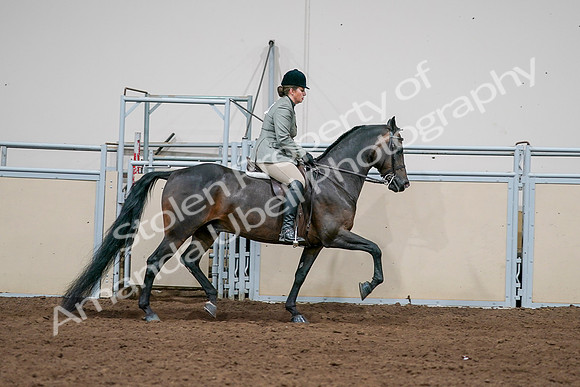2020 - AB Morgan Horse - Sat, Sept 05 - 14513