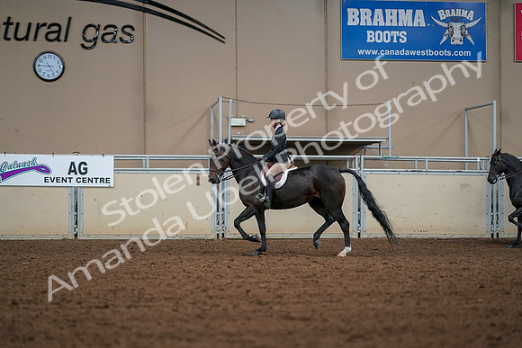 2019 Morgan Horse Show - Aug 30, 2019 - 23244