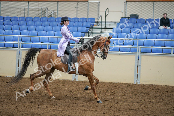 2020 - AB Morgan Horse - Fri, Sept 04 - 05189