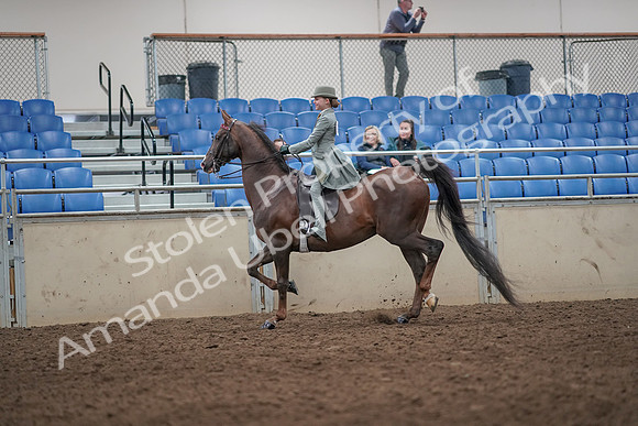 2019 Morgan Horse Show - Aug 31, 2019 - 07663