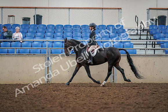 2019 Morgan Horse Show - Aug 30, 2019 - 23317