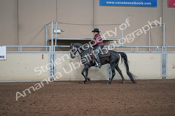 2019 Morgan Horse Show - Aug 31, 2019 - 10605