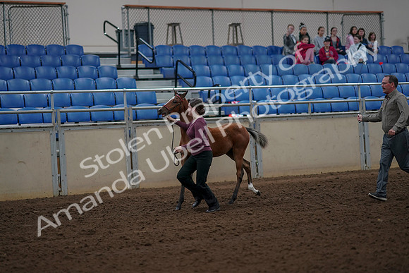2019 Morgan Horse Show - Aug 30, 2019 - 24687