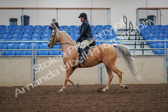 2019 Morgan Horse Show - Aug 30, 2019 - 16243