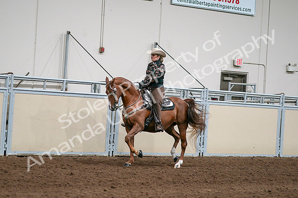 2020 - AB Morgan Horse - Fri, Sept 04 - 08417