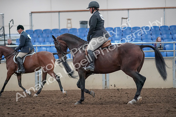 2019 Morgan Horse Show - Aug 31, 2019 - 14725