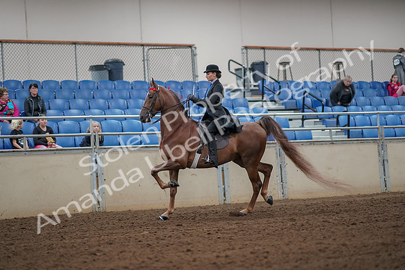 2019 Morgan Horse Show - Aug 30, 2019 - 24961