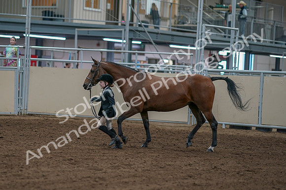 2020 - AB Morgan Horse - Fri, Sept 04 - 00754