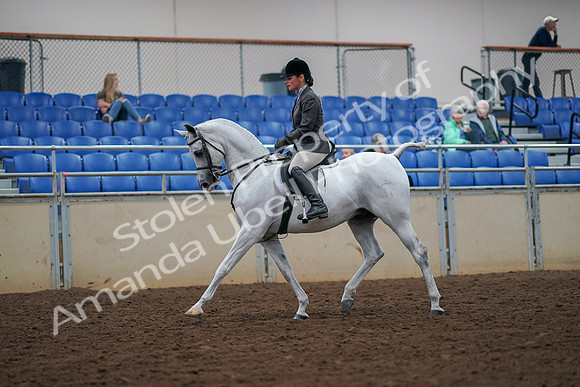 2019 Morgan Horse Show - Aug 30, 2019 - 17270