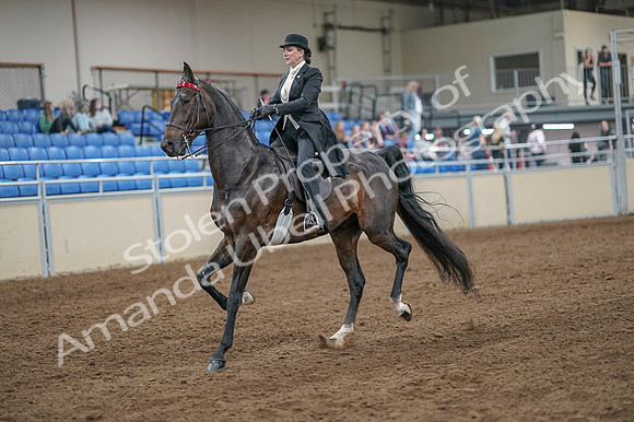 2020 - AB Morgan Horse - Fri, Sept 04 - 11121