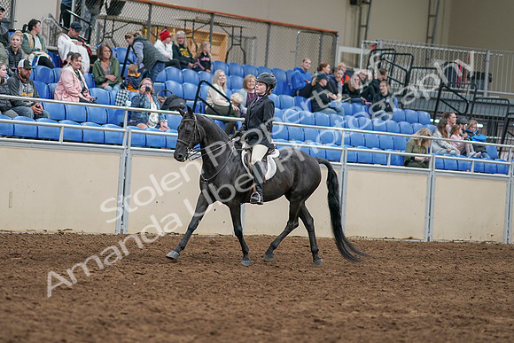 2020 - AB Morgan Horse - Sun, Sept 06 - 07759