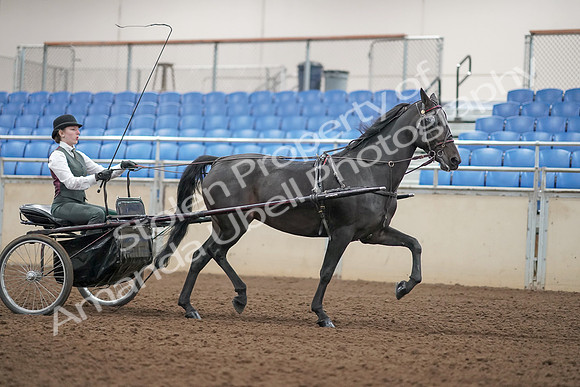 2019 Morgan Horse Show - Aug 31, 2019 - 04755