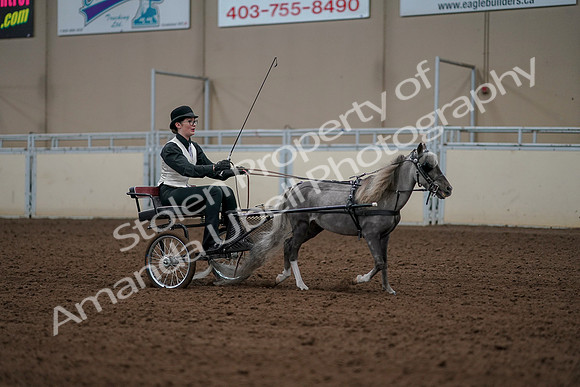 2019 Morgan Horse Show - Aug 30, 2019 - 13419