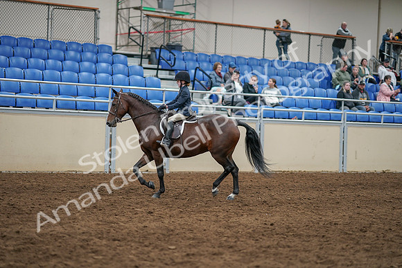 2020 - AB Morgan Horse - Sun, Sept 06 - 07844