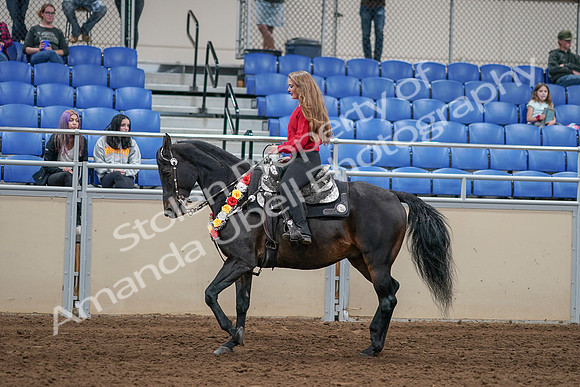 2020 - AB Morgan Horse - Sat, Sept 05 - 10430