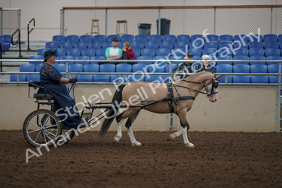 2019 Morgan Horse Show - Aug 31, 2019 - 04448