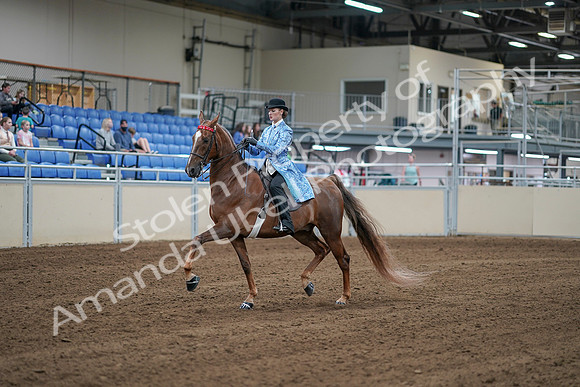 2020 - AB Morgan Horse - Sat, Sept 05 - 06122