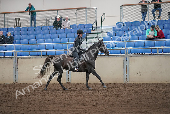 2019 Morgan Horse Show - Aug 31, 2019 - 07544
