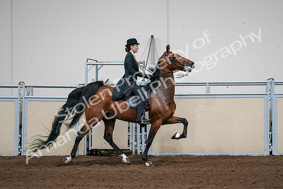 2020 - AB Morgan Horse - Sat, Sept 05 - 06846