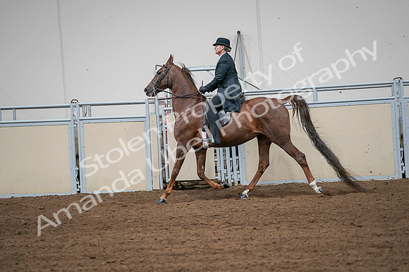 2020 - AB Morgan Horse - Fri, Sept 04 - 07991