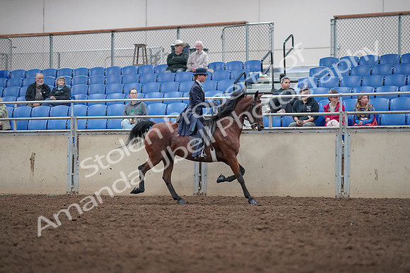 2019 Morgan Horse Show - Aug 31, 2019 - 09538