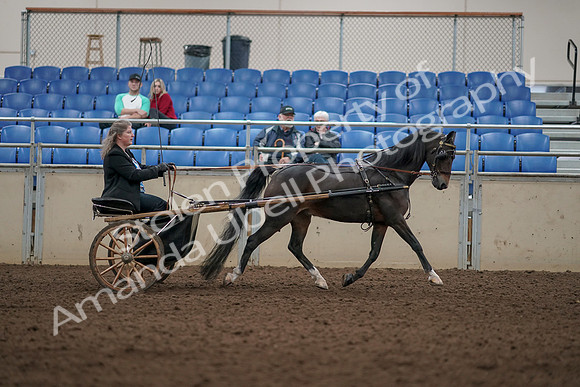 2019 Morgan Horse Show - Aug 31, 2019 - 04543