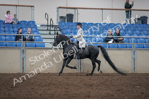 2019 Morgan Horse Show - Aug 31, 2019 - 09339