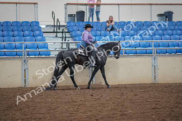 2019 Morgan Horse Show - Aug 30, 2019 - 17060