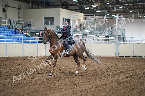 2020 - AB Morgan Horse - Sat, Sept 05 - 06046