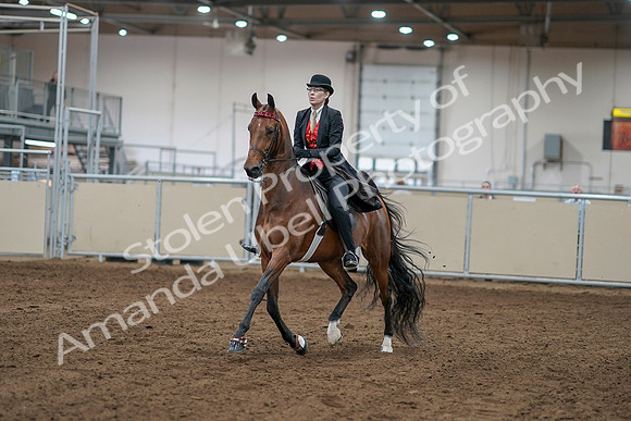2020 - AB Morgan Horse - Sat, Sept 05 - 06693
