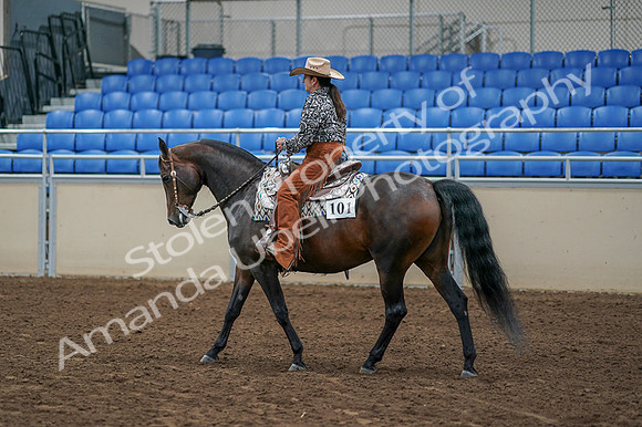 2020 - AB Morgan Horse - Fri, Sept 04 - 00086