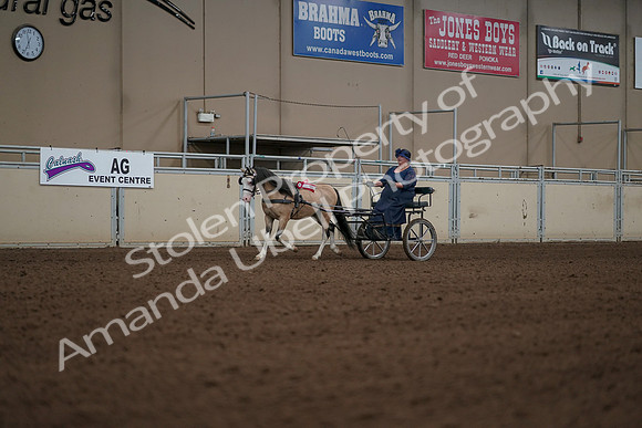 2019 Morgan Horse Show - Aug 31, 2019 - 04582