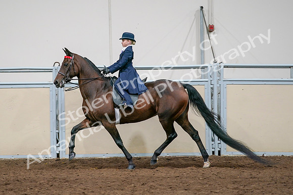 2020 - AB Morgan Horse - Sat, Sept 05 - 04936