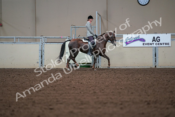 2019 Morgan Horse Show - Aug 30, 2019 - 18497