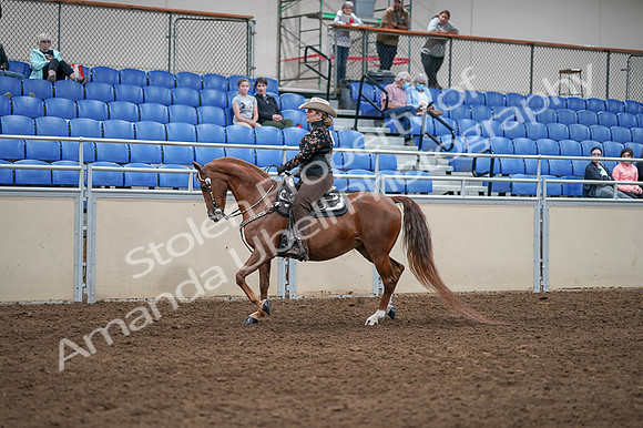 2020 - AB Morgan Horse - Fri, Sept 04 - 08335