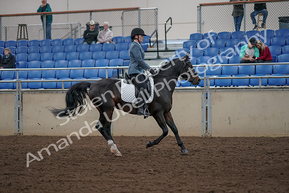 2019 Morgan Horse Show - Aug 31, 2019 - 07509