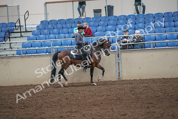 2019 Morgan Horse Show - Aug 31, 2019 - 06230