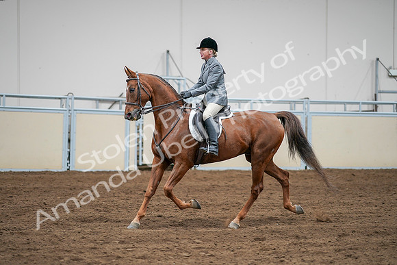 2020 - AB Morgan Horse - Sat, Sept 05 - 03297