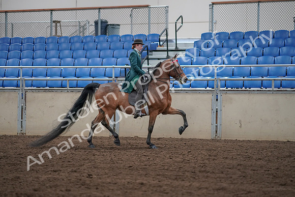 2019 Morgan Horse Show - Sept 01, 2019 - 13293