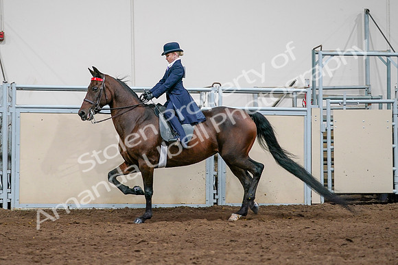 2020 - AB Morgan Horse - Sat, Sept 05 - 04931