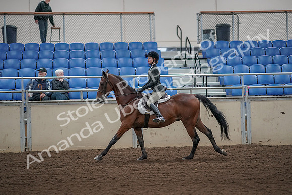 2019 Morgan Horse Show - Aug 31, 2019 - 05036