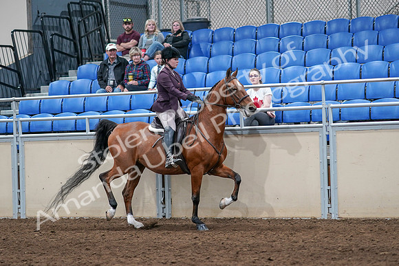 2020 - AB Morgan Horse - Sat, Sept 05 - 03219