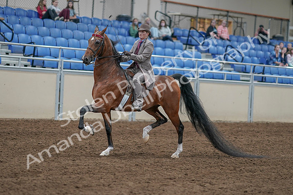 2020 - AB Morgan Horse - Fri, Sept 04 - 11311