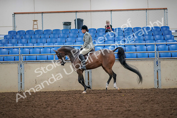 2019 Morgan Horse Show - Aug 30, 2019 - 17395